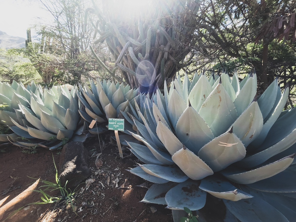 Plants in KOKO crater botanical garden