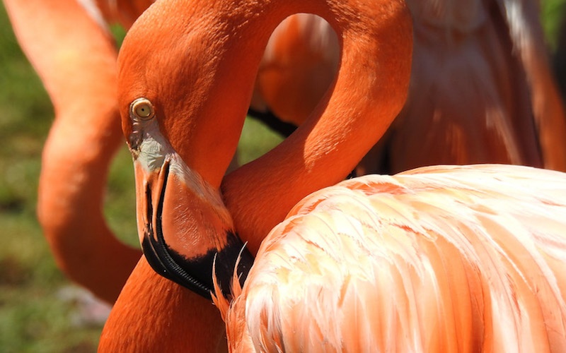 Flamingo @ Honolulu Zoo