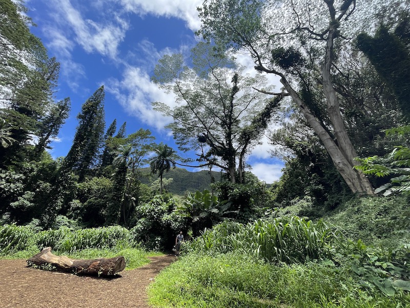 manoa falls trail view