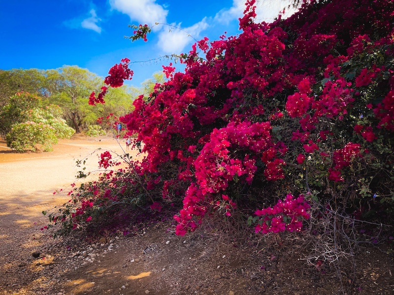 Bougainvillea in KOKO botanical gardenBougainvillea in KOKO botanical garden