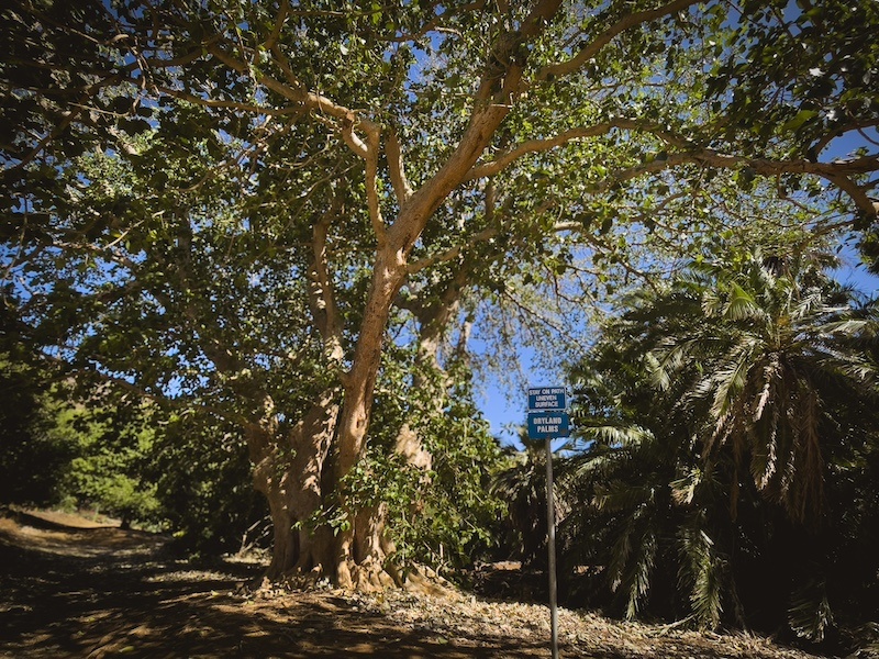 Wild trail in KOKO crater botanical garden