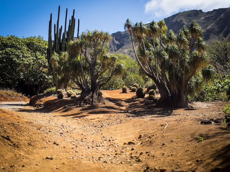 Wild trail in KOKO crater botanical garden3