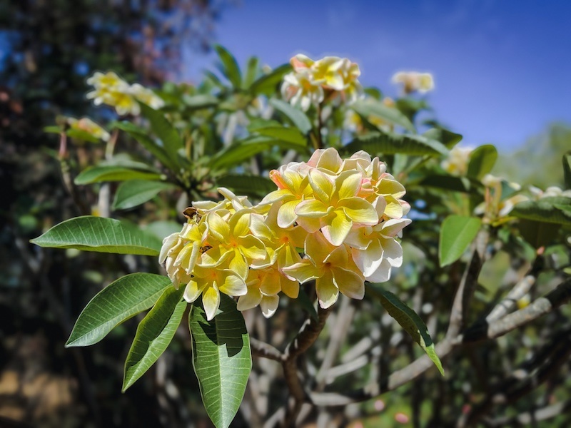 Yellow Plumeria of KOKO crater garden