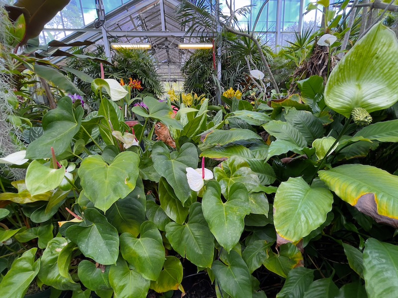 フォスター植物園　温室