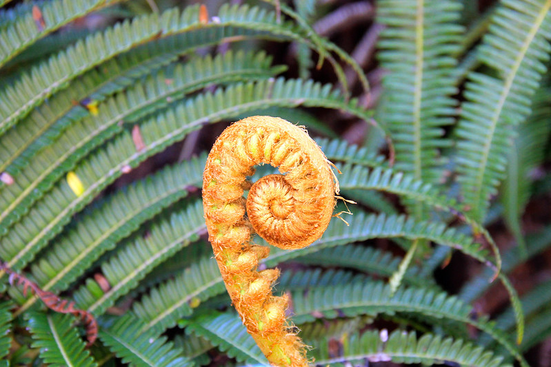 Hawaiian Tree Fern