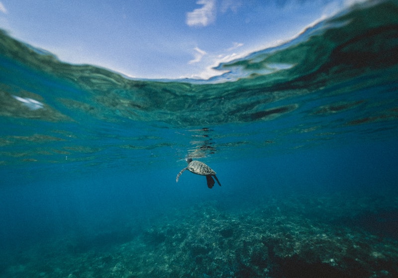 海中のホヌ