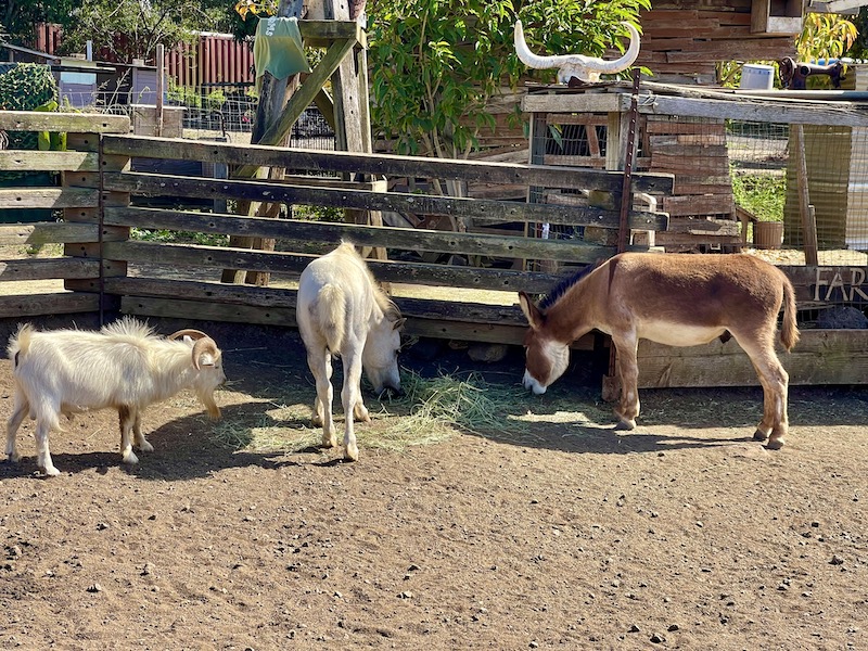 ワイマナロカントリーファームズの動物