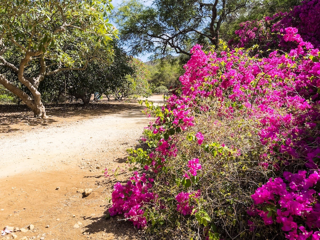 bougainvillea in the Koko crater bc