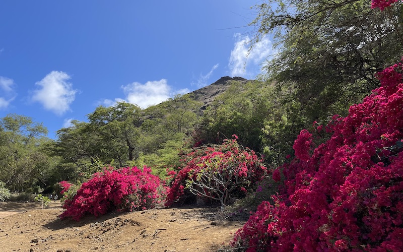 koko crater botanical garden