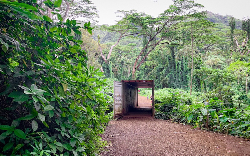 Manoa Falls Trail