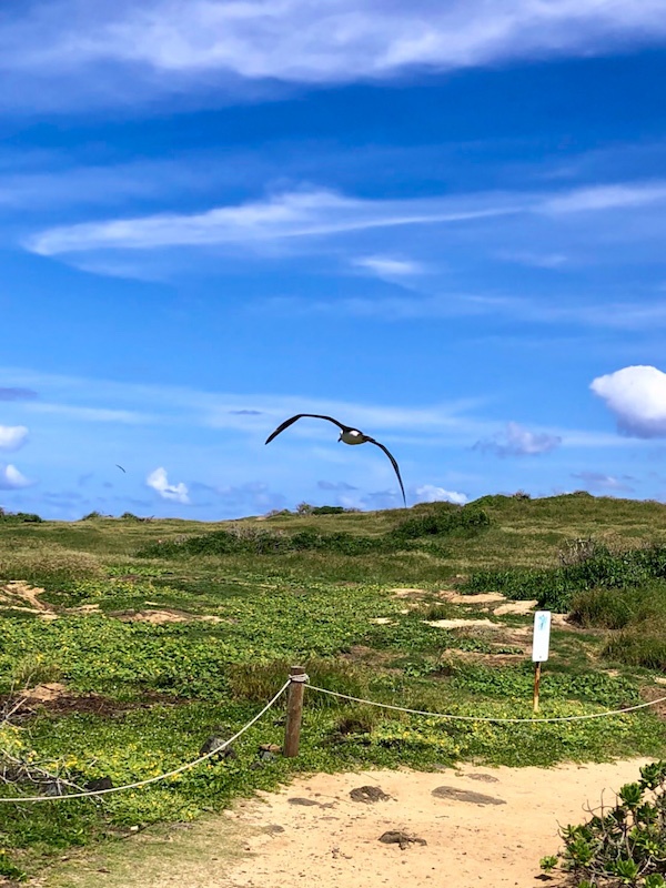 Mōlī(Laysan Albatross）