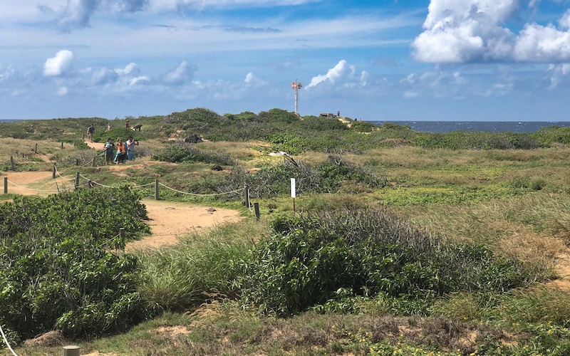 Kaena Point, Mōlī(Laysan Albatross）)